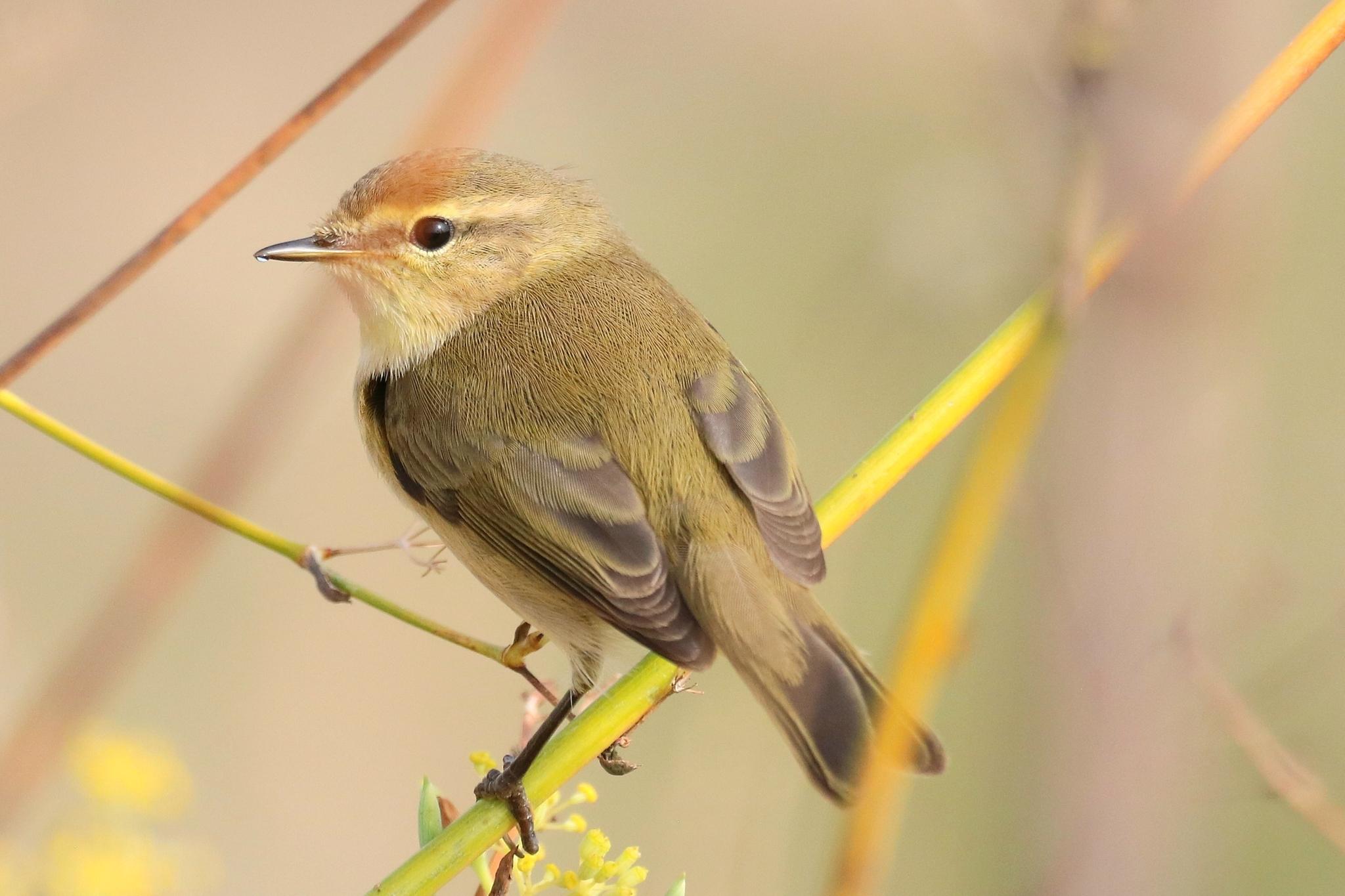 Mosquitero común