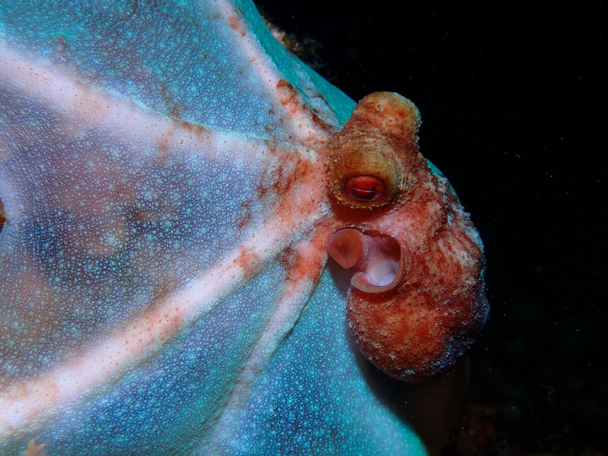 Pulpo del arrecife caribeño