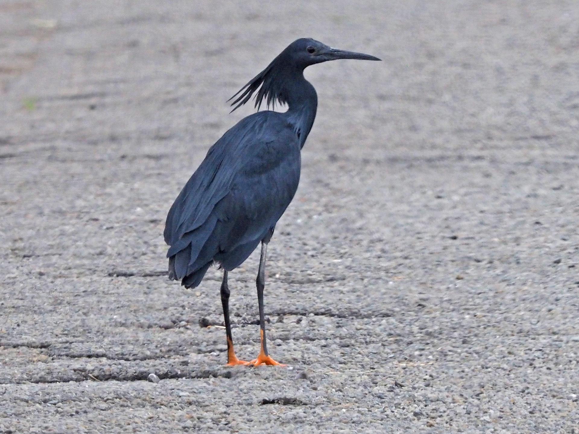 Black Heron