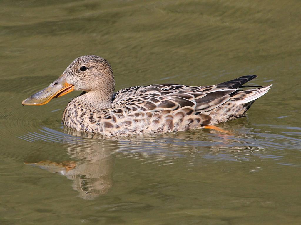 Pato cucharón norteño