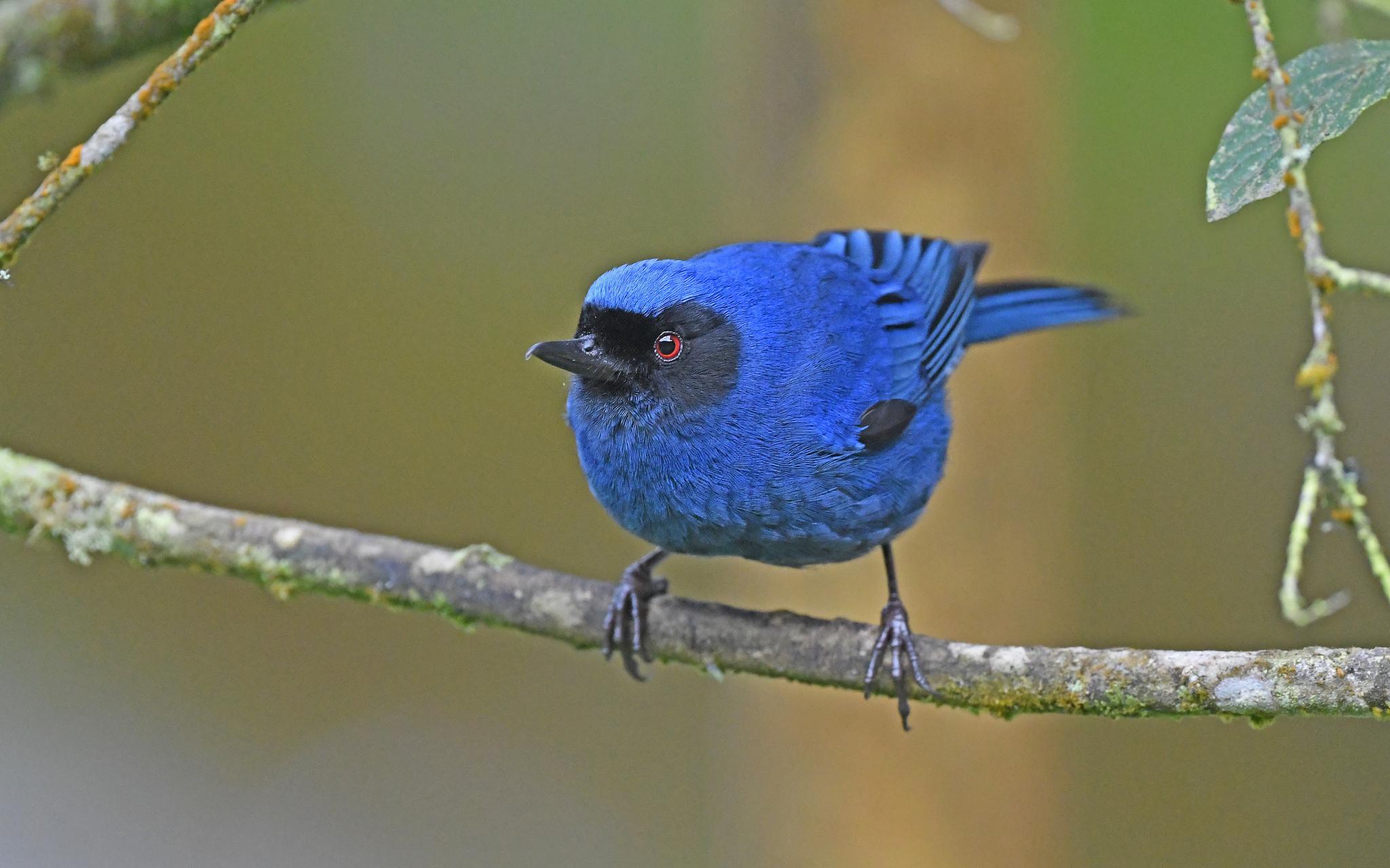 Masked Flowerpiercer