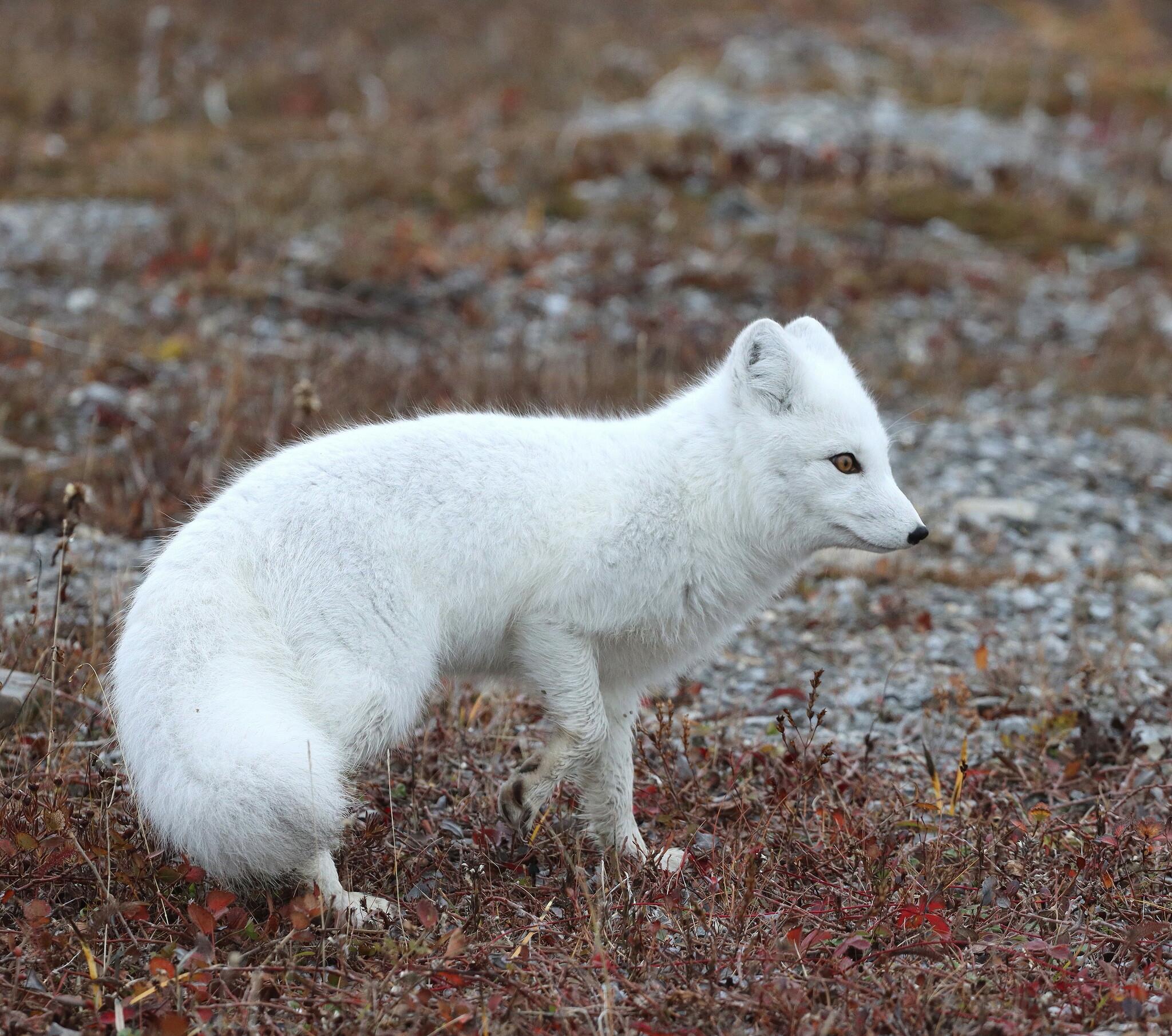 Arctic Fox