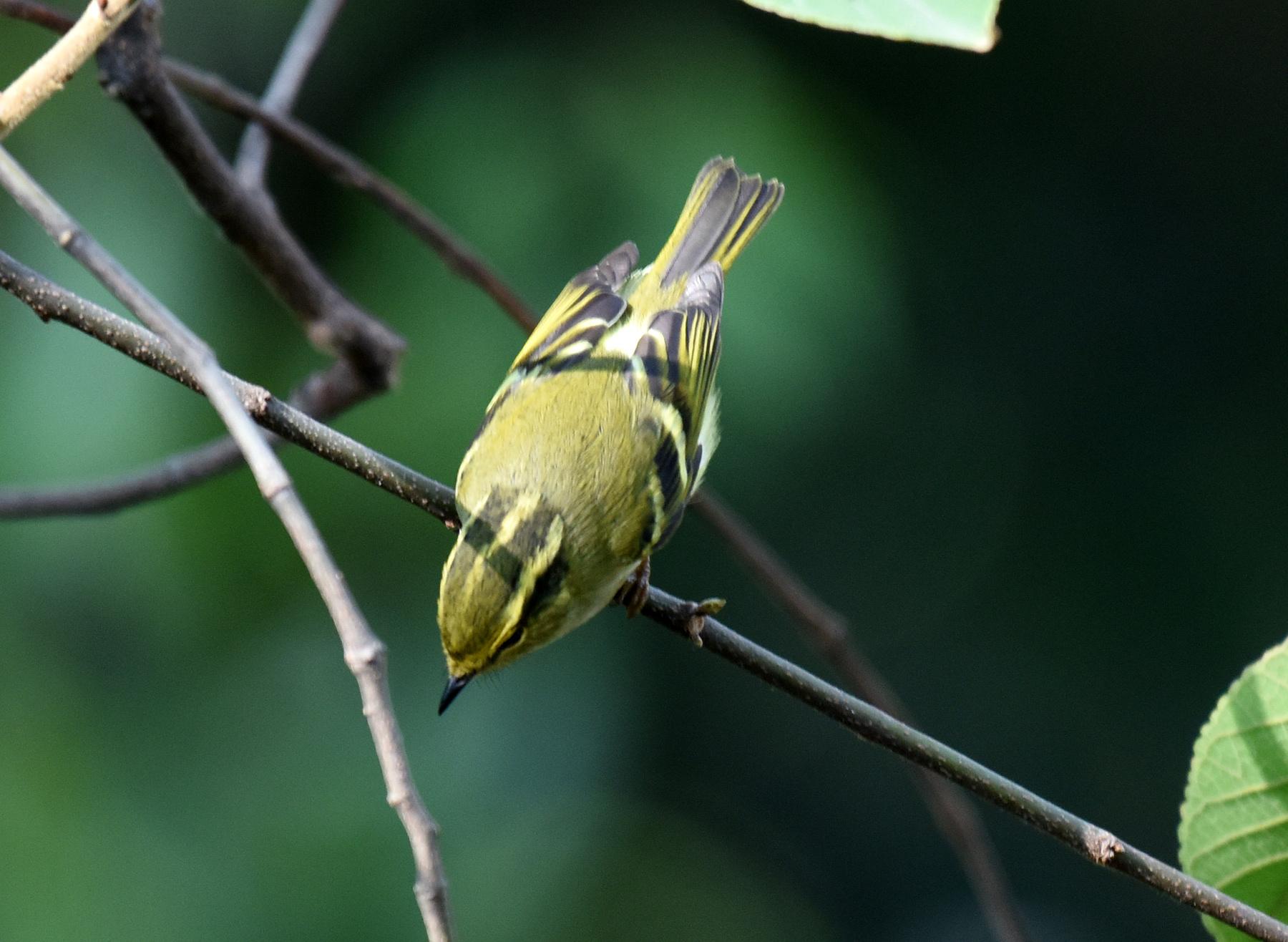 mosquitero de Pallas