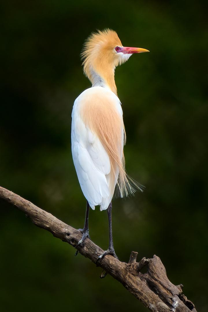 garza ganadera oriental