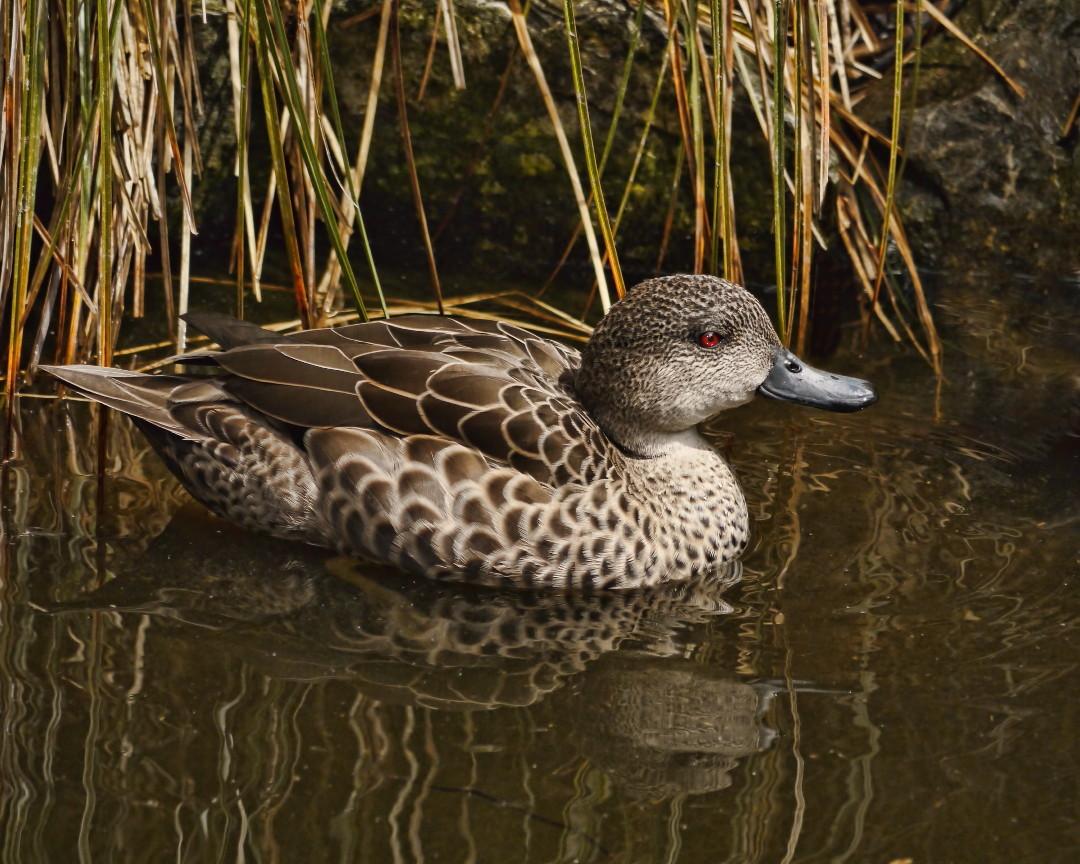 Grey Teal