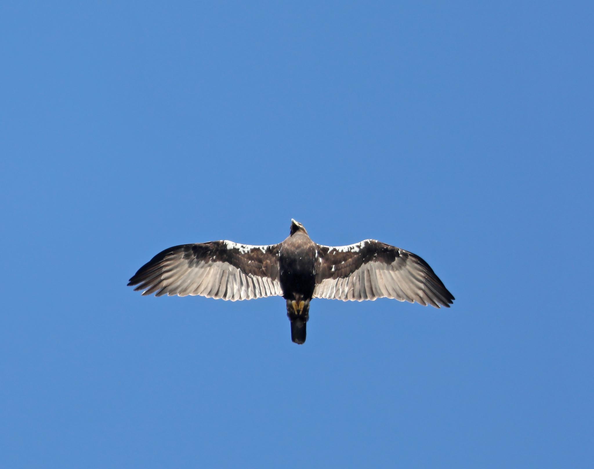 Aguila imperial Ibérica