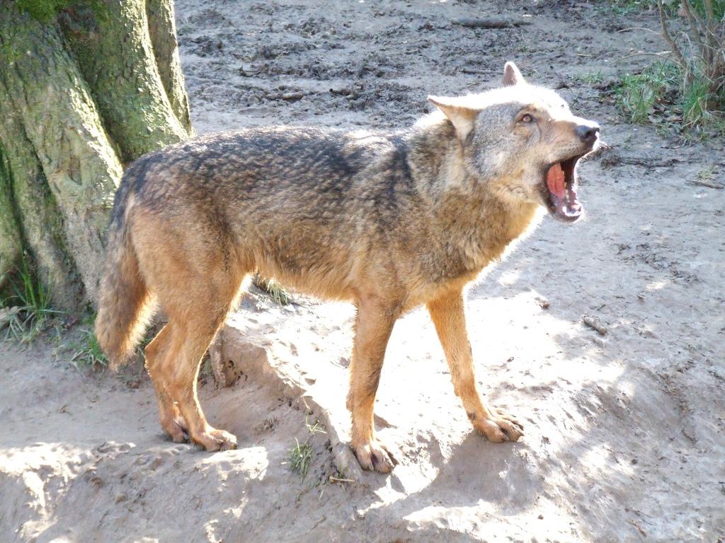 Iberian Wolf