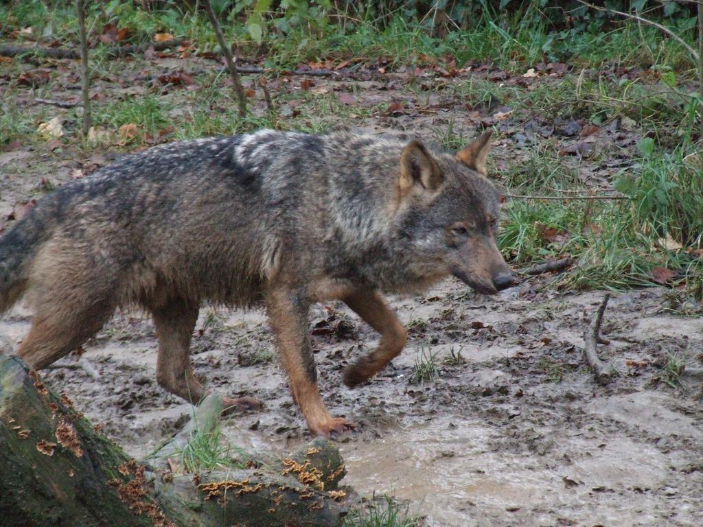 Iberian Wolf