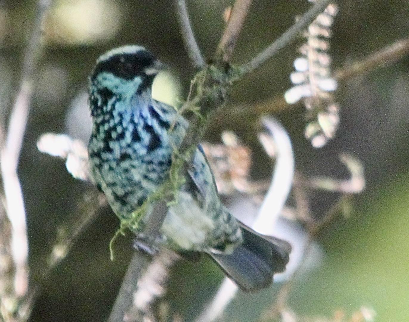 Beryl-spangled Tanager