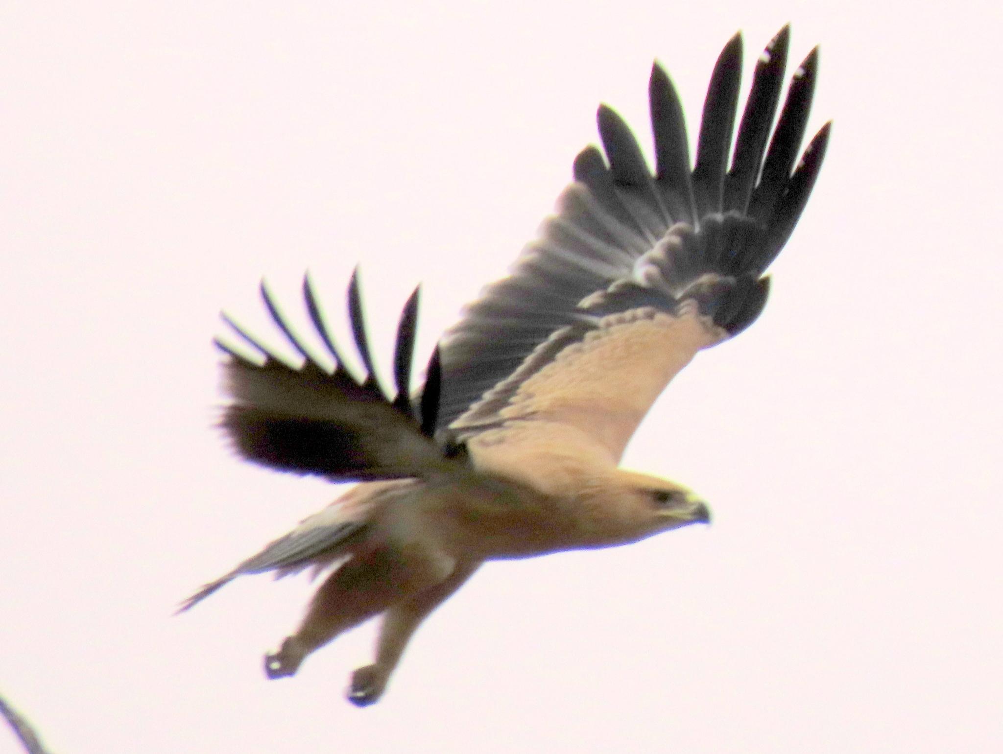 Águila rapaz