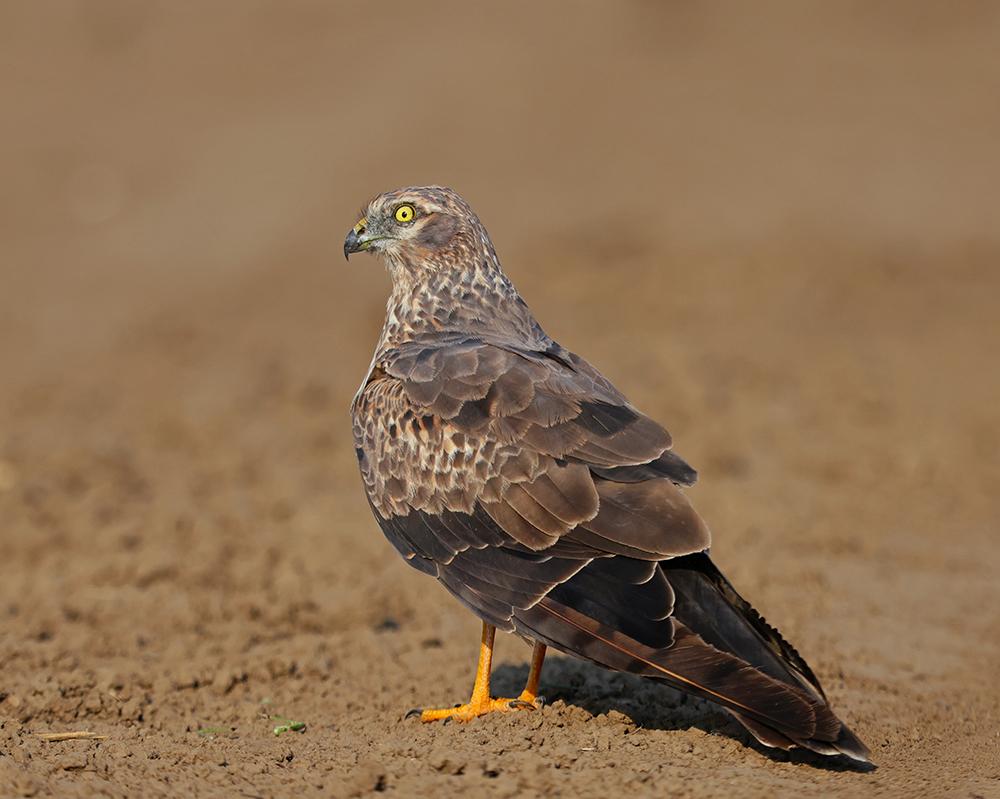 Aguilucho cenizo