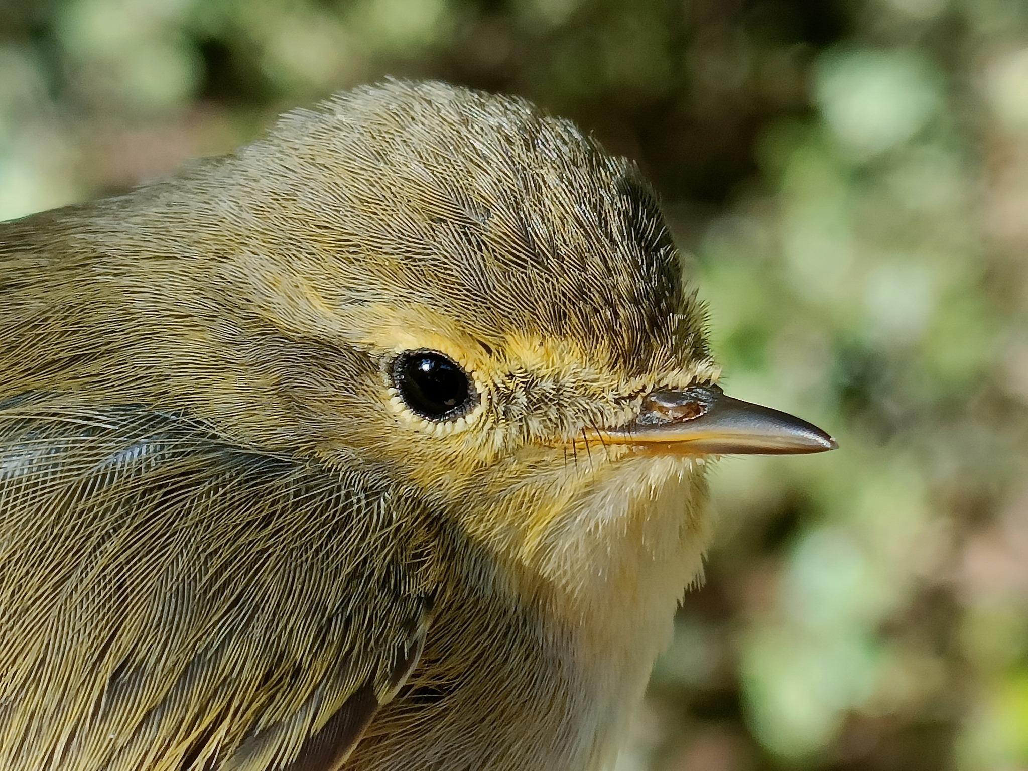 Mosquitero ibérico