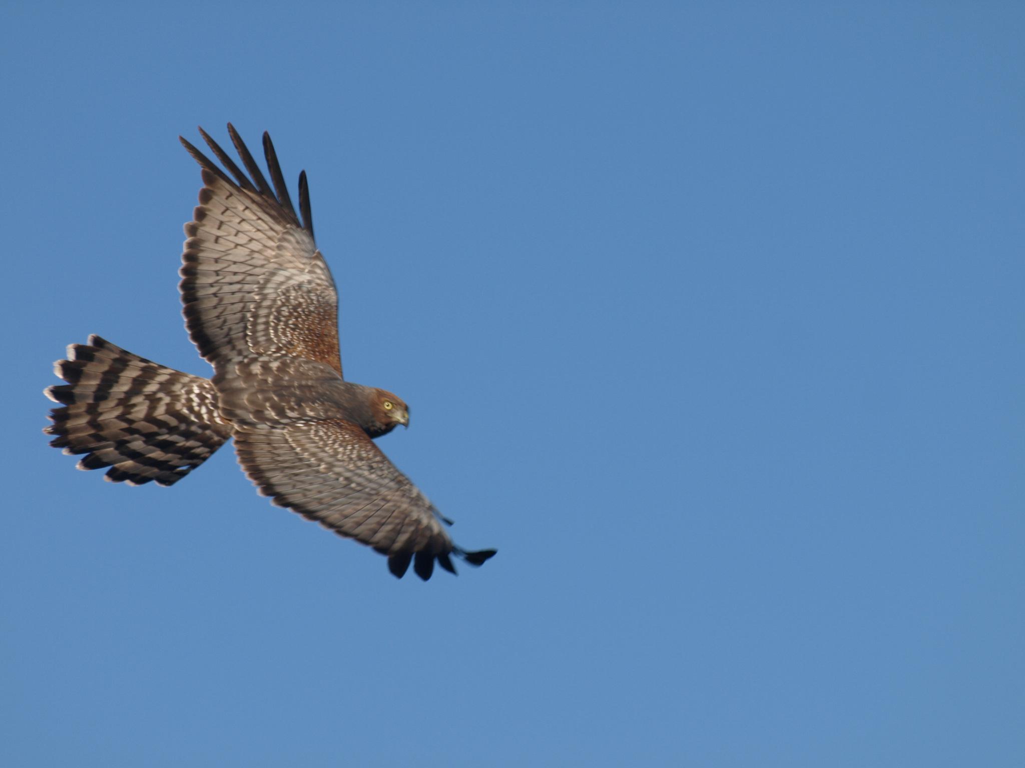Aguilucho moteado