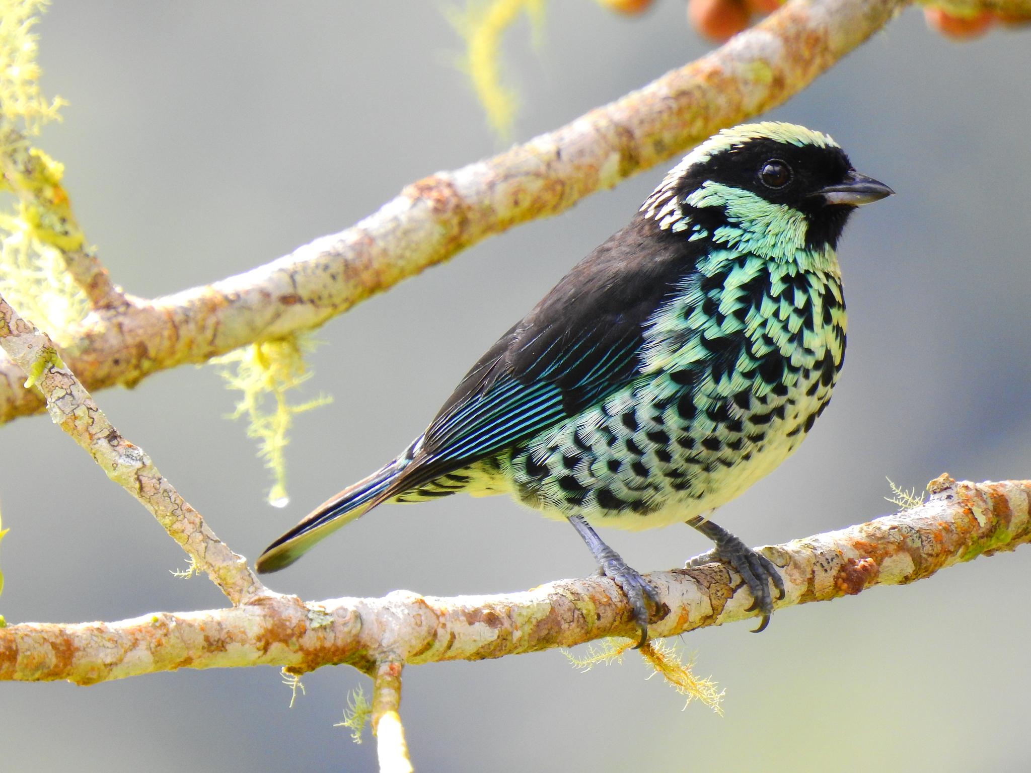 Beryl-spangled Tanager