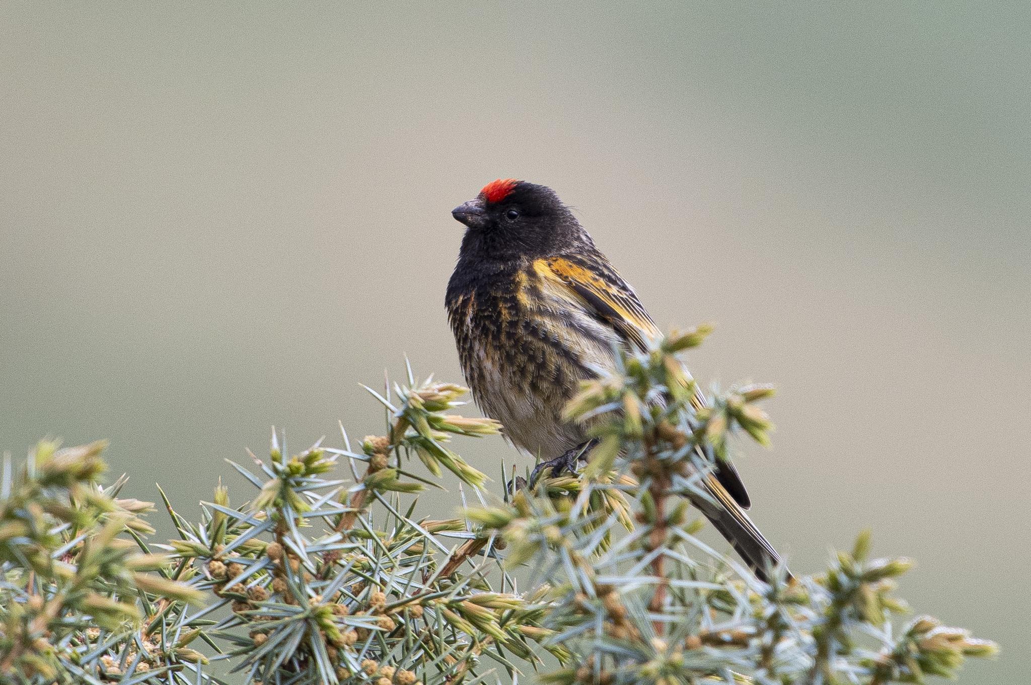 Fire-fronted Serin