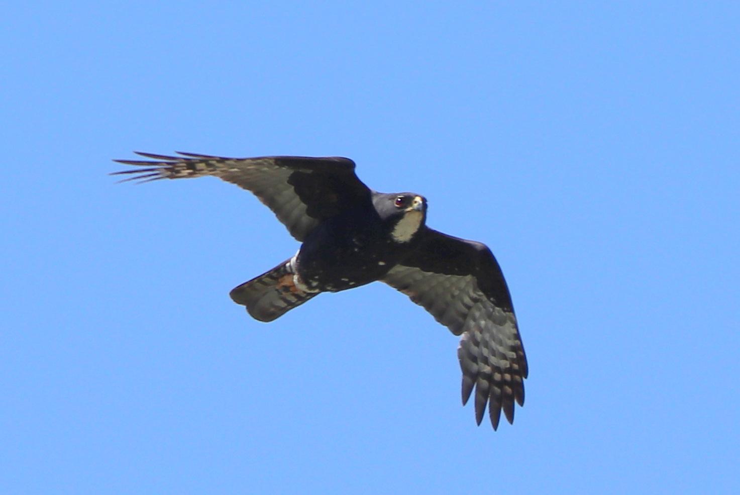 Black Goshawk