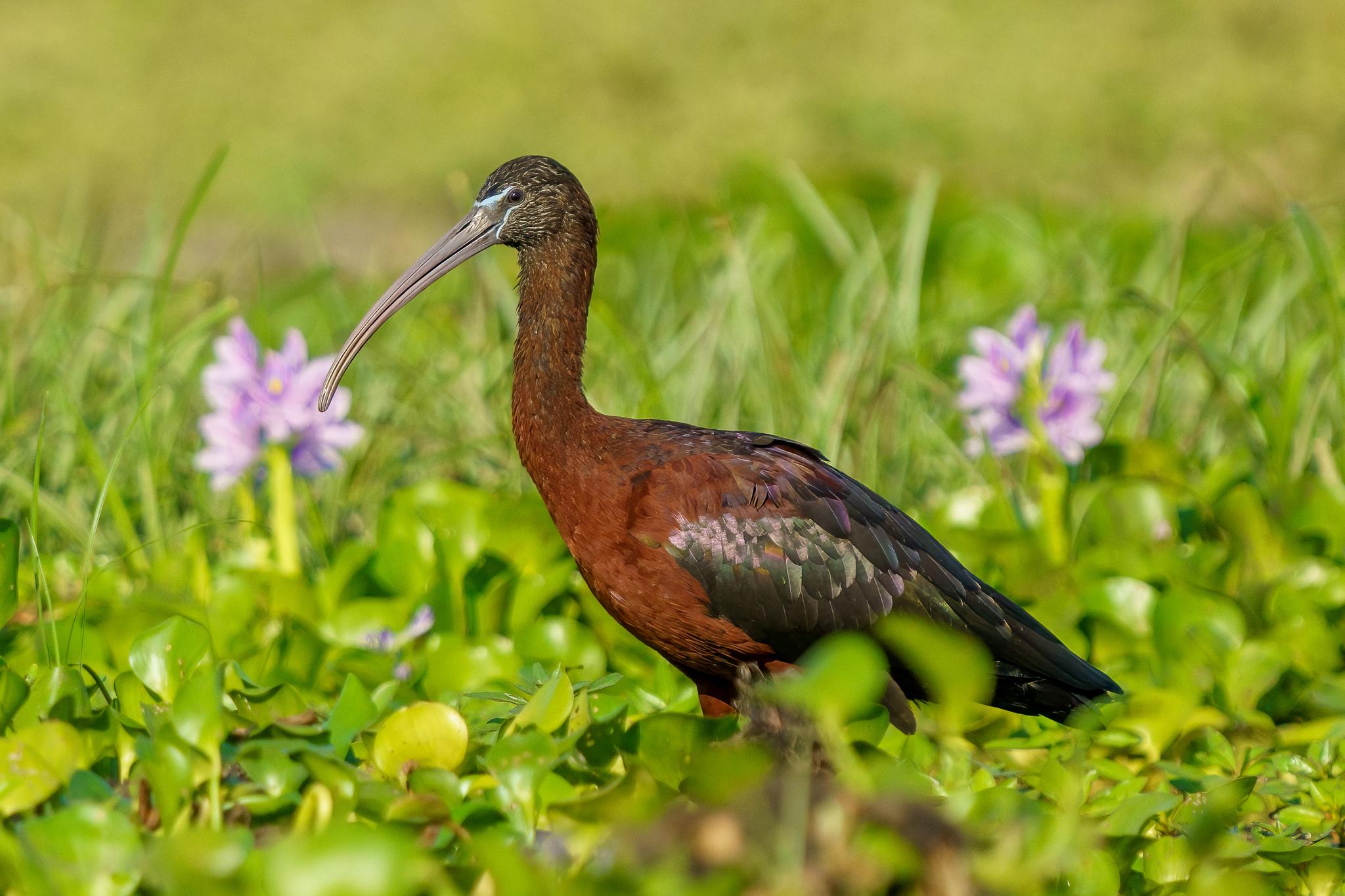 Ibis cara oscura
