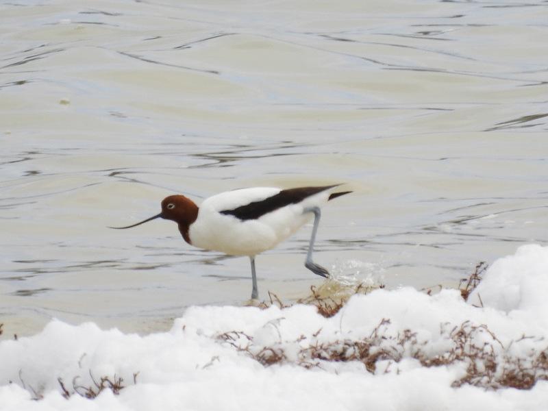 Avoceta Australiana