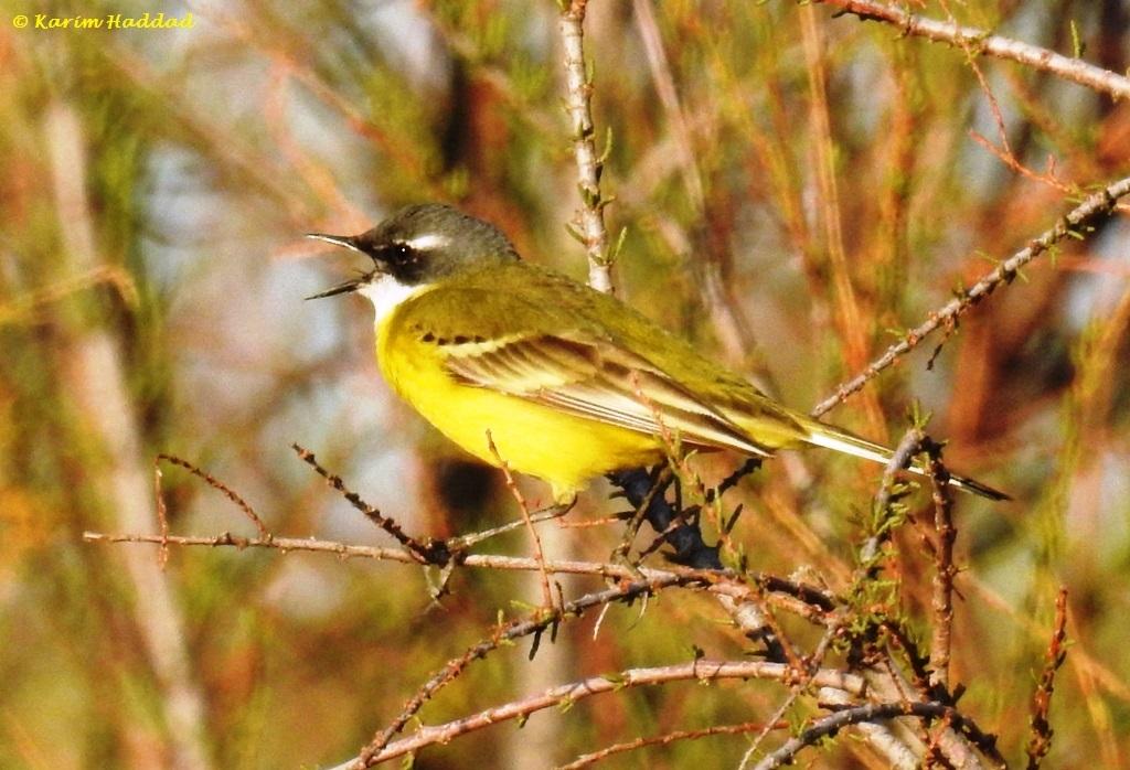 Lavandera boyera