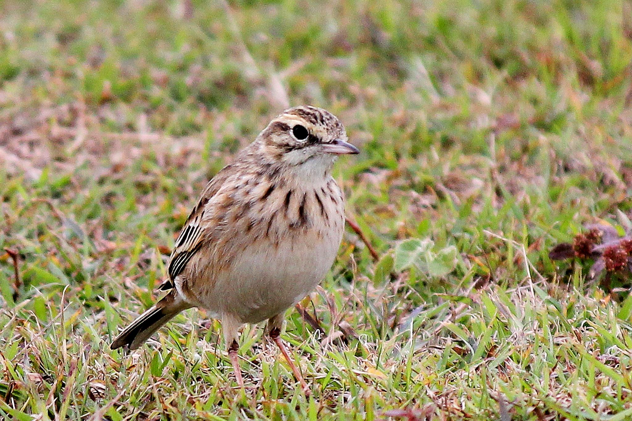 Anthus australis