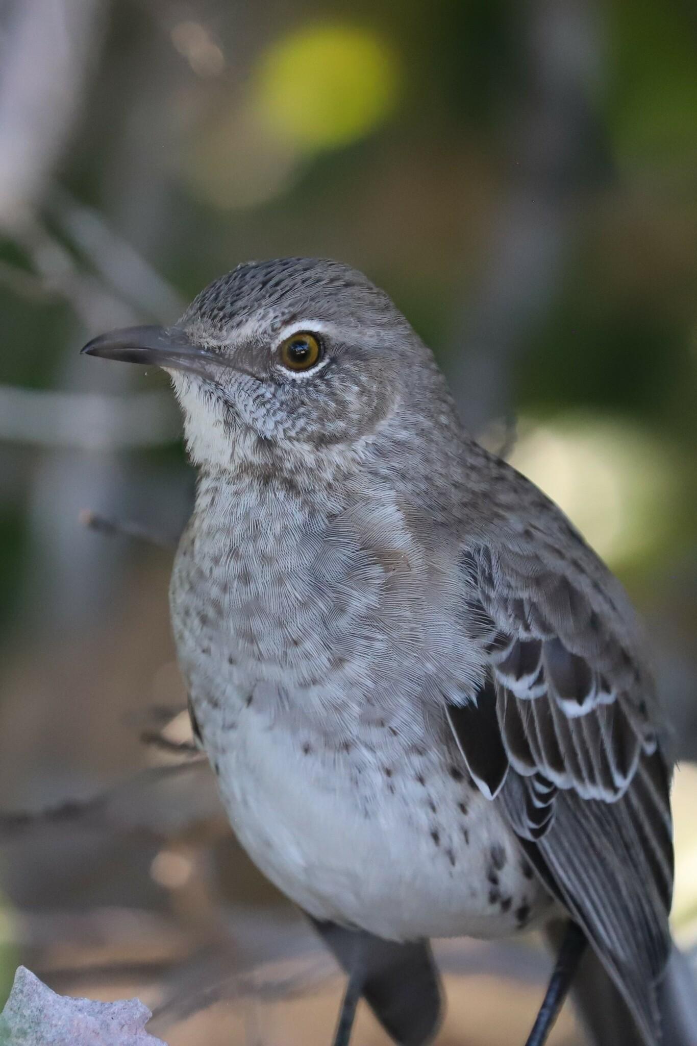 Bahama Mockingbird