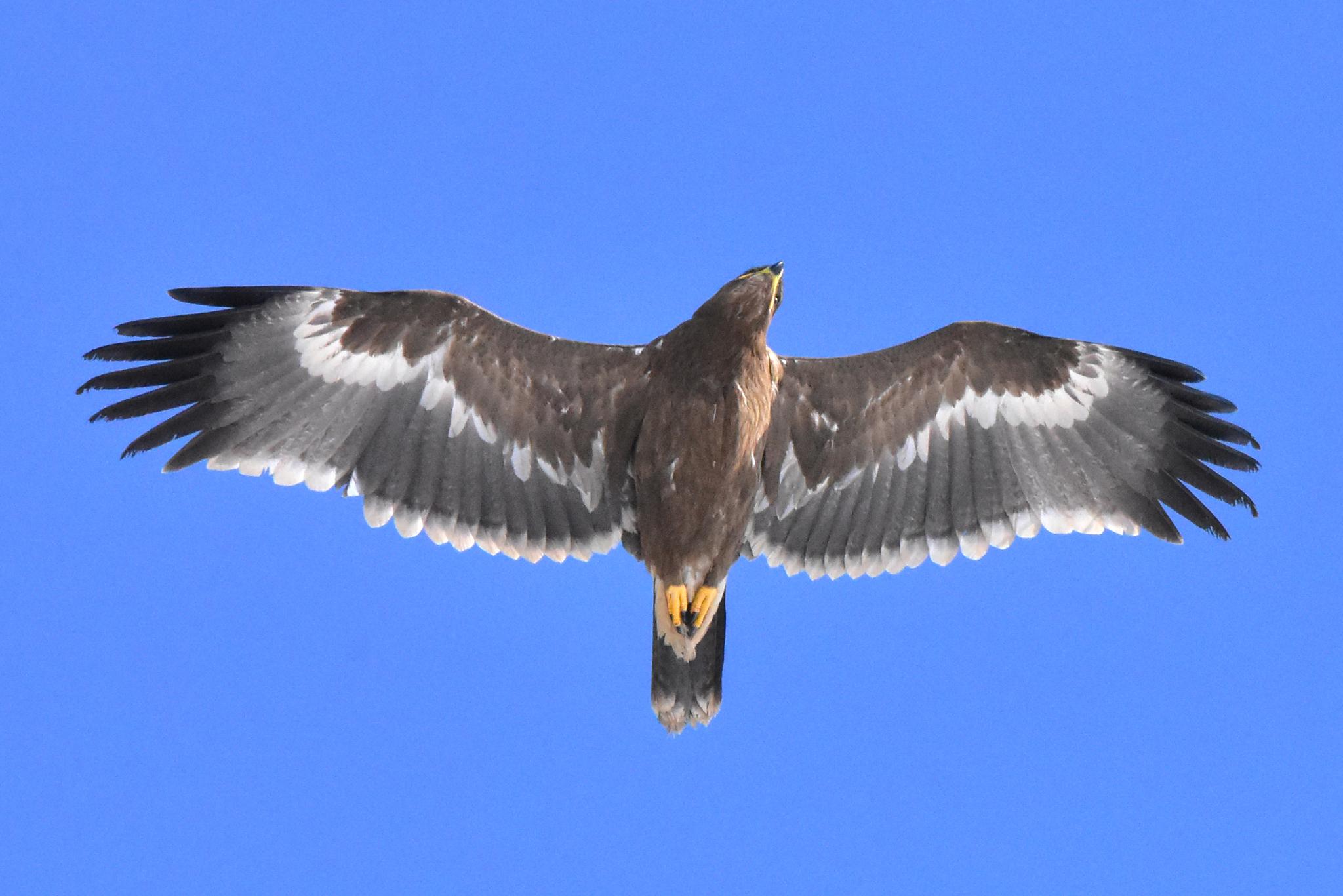 Águila esteparia