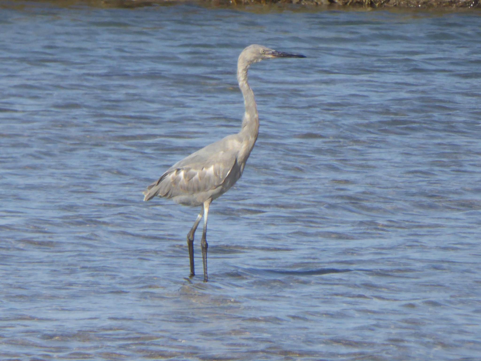 Reddish Egret