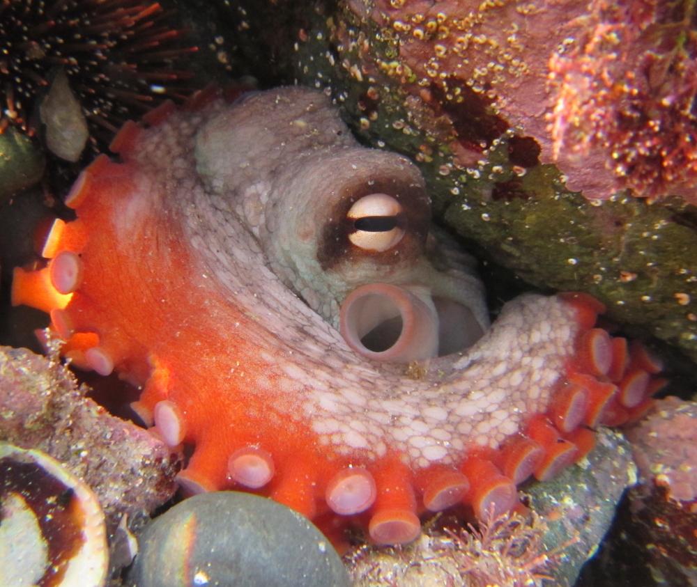 Common Sydney Octopus