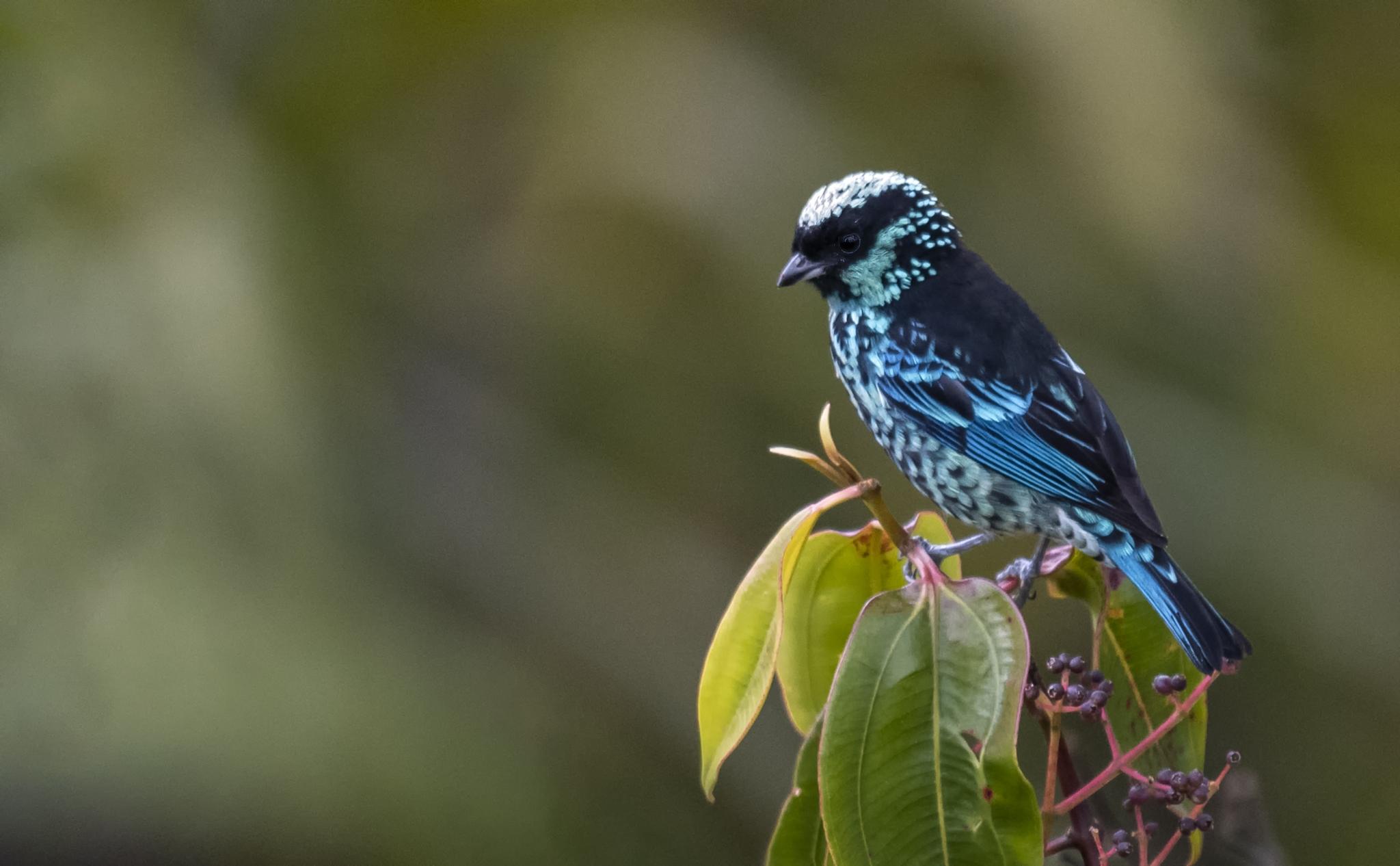 Beryl-spangled Tanager