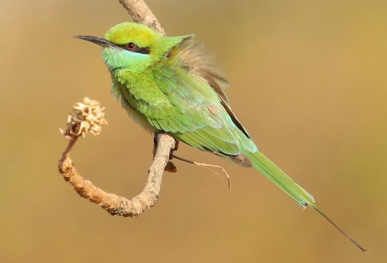 Abejaruco esmeralda oriental