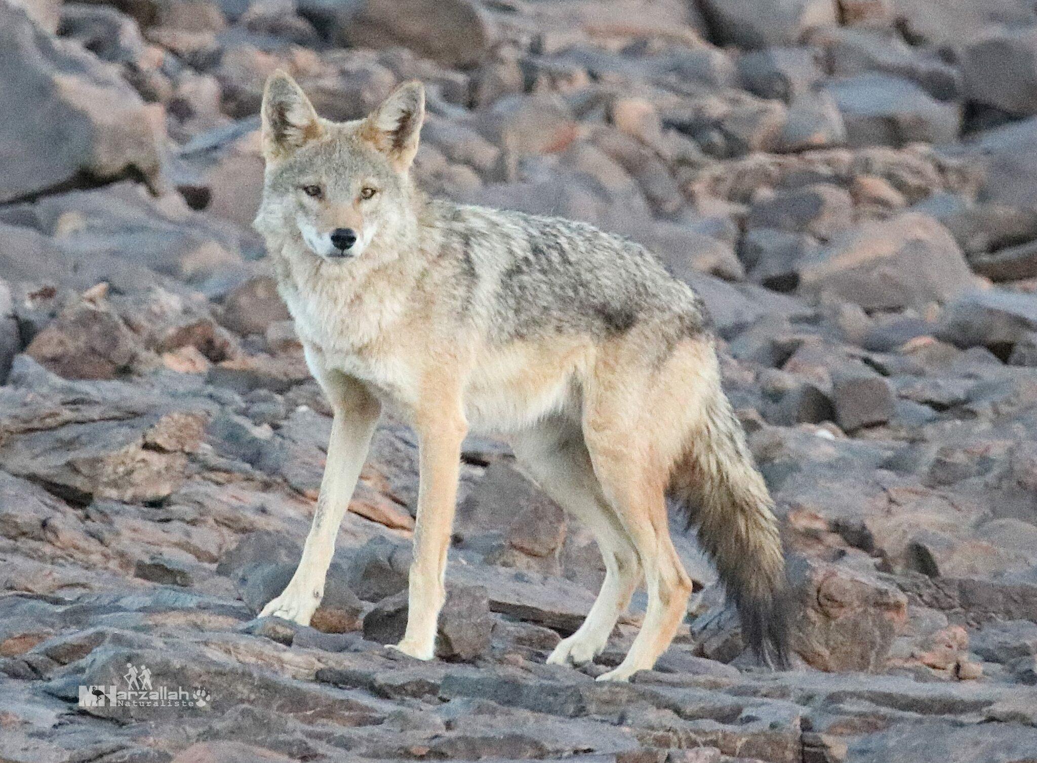 Chacal gris
