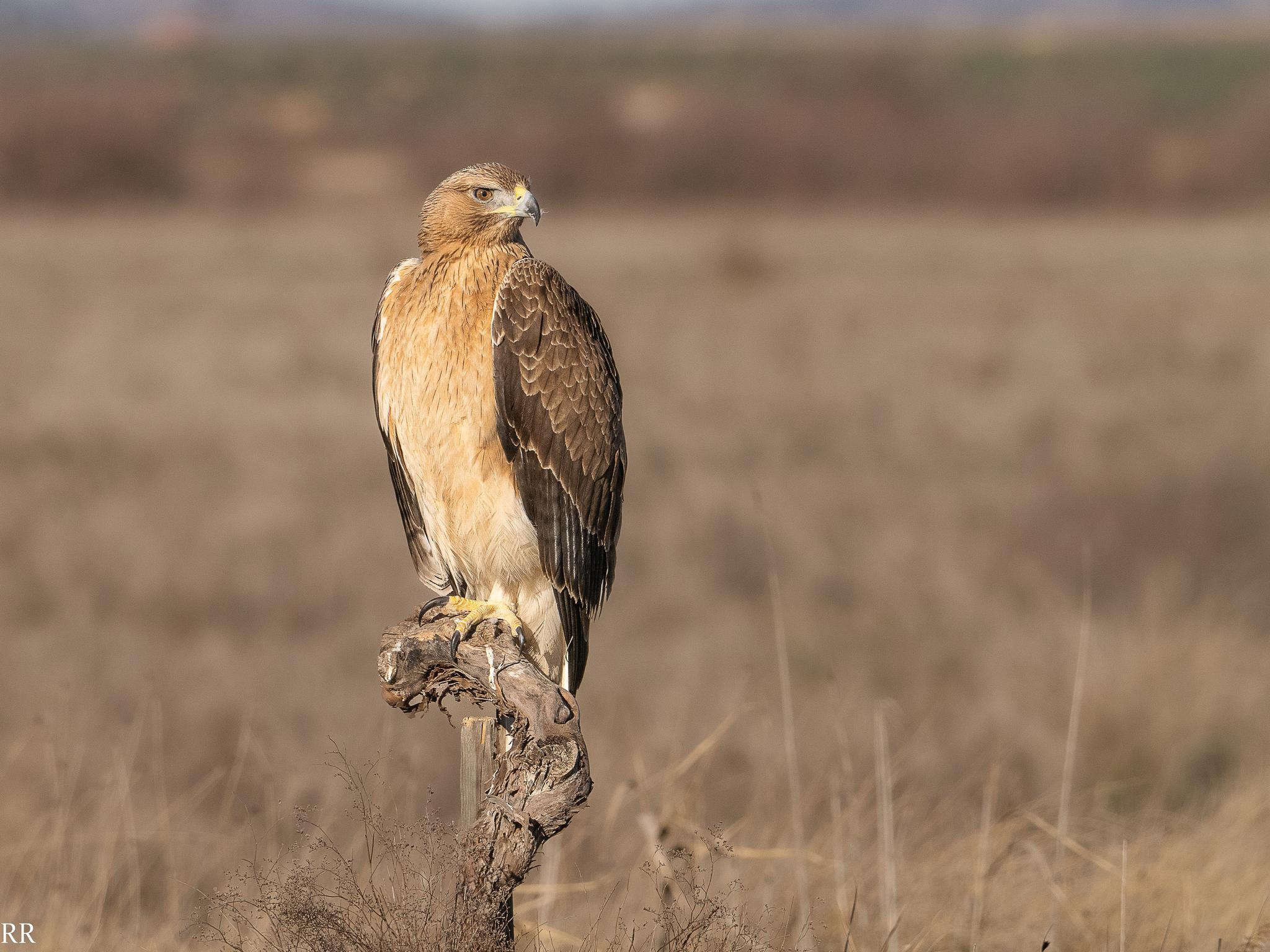 Águila perdicera