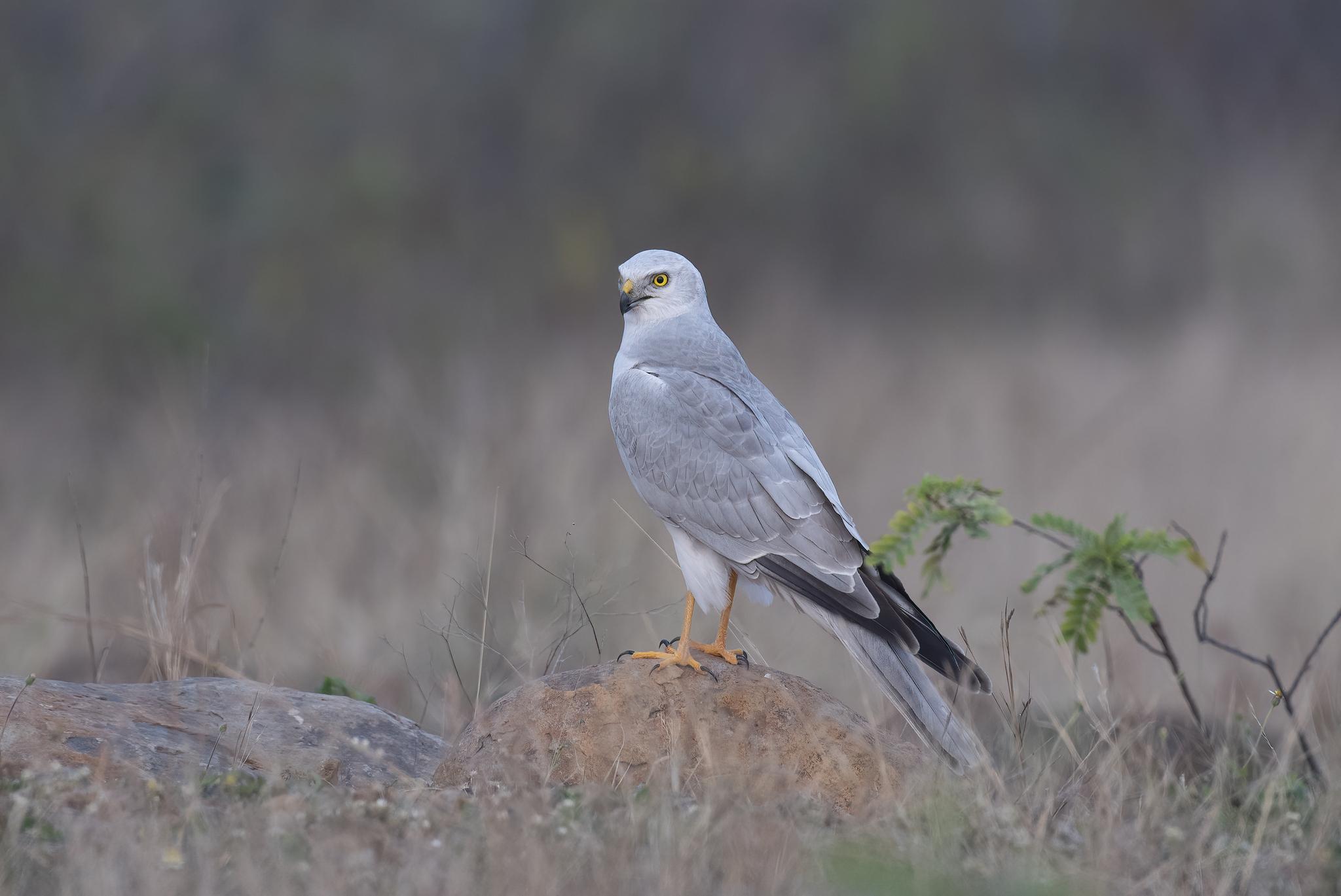 Aguilucho papialbo