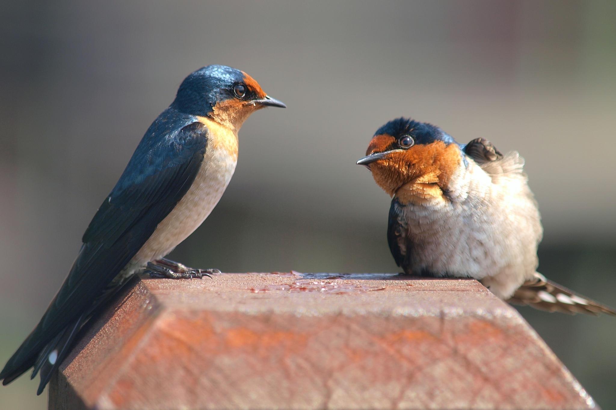 Golondrina del Pacífico