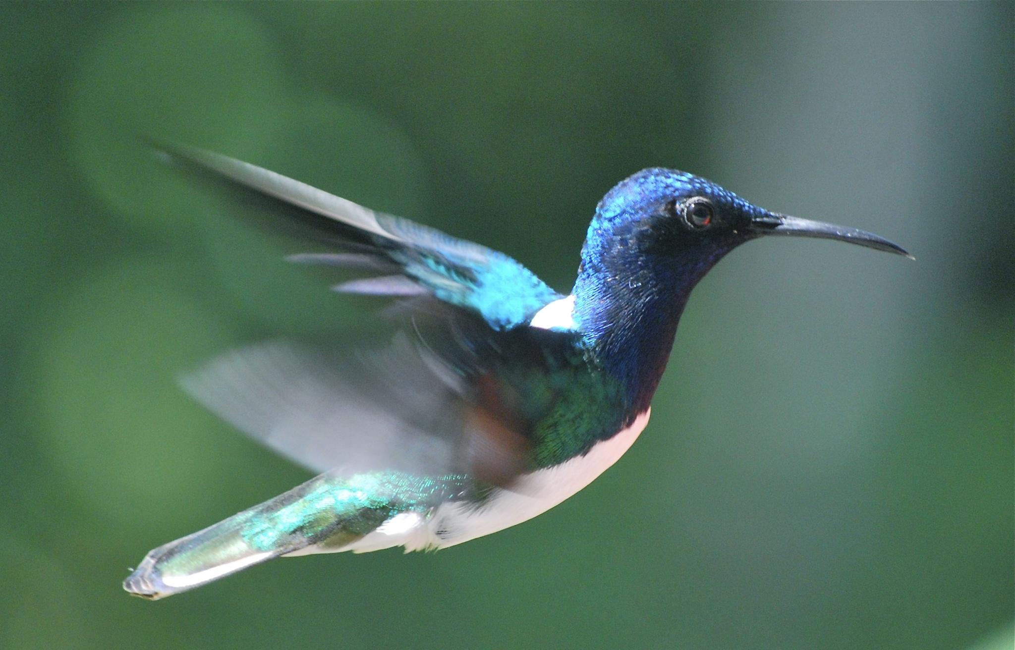 White-necked Jacobin