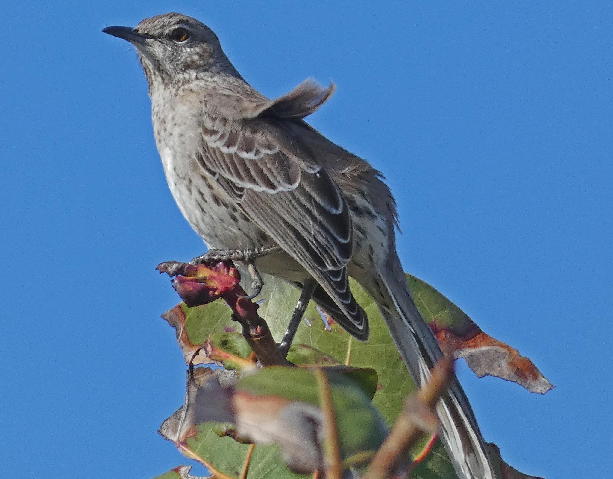 Bahama Mockingbird
