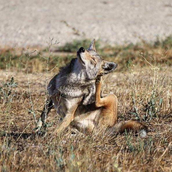 Coyotes, lobos, chacales y perros