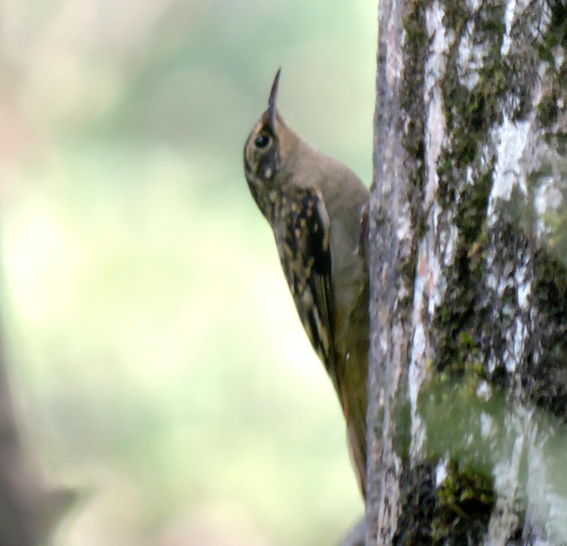 Sikkim Treecreeper