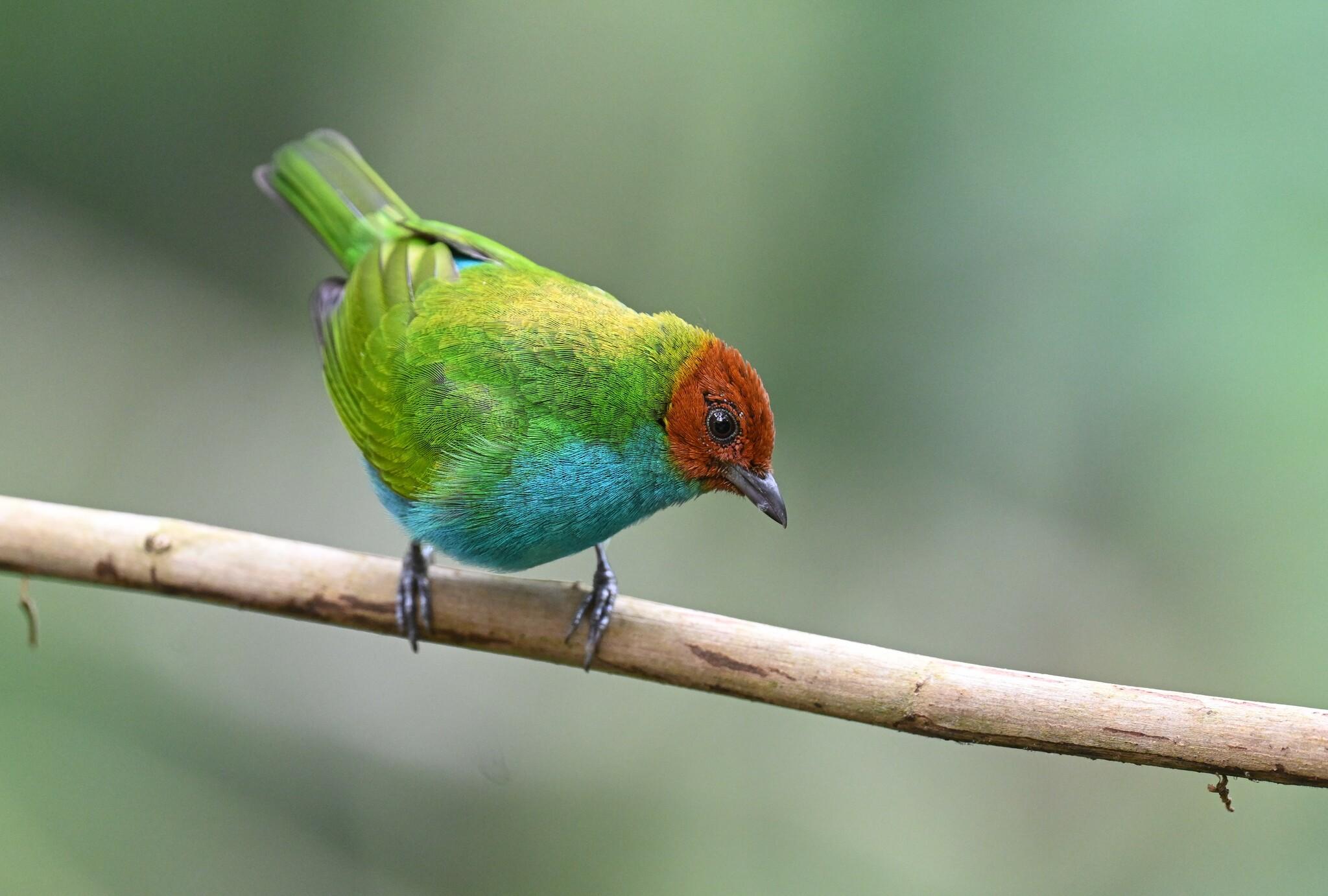 Bay-headed Tanager