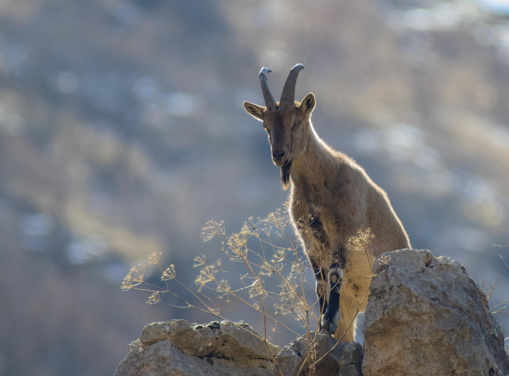 Cabras