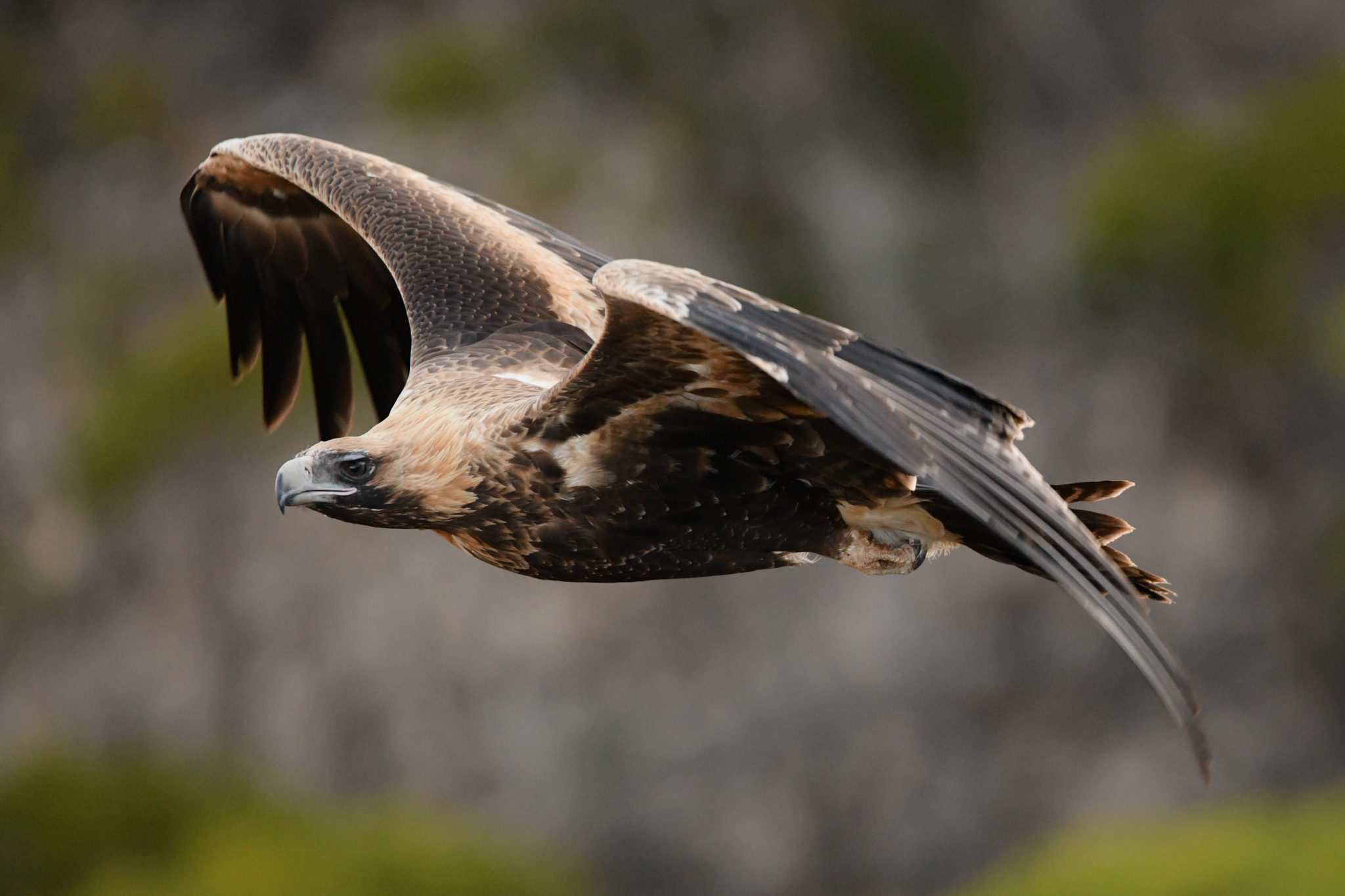 Águila Audaz