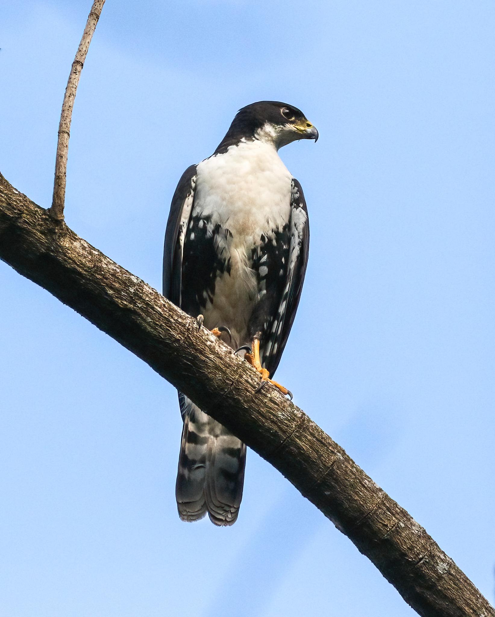 Black Goshawk