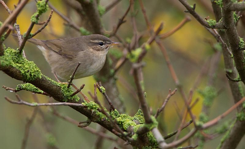 Mosquitero Sombrío