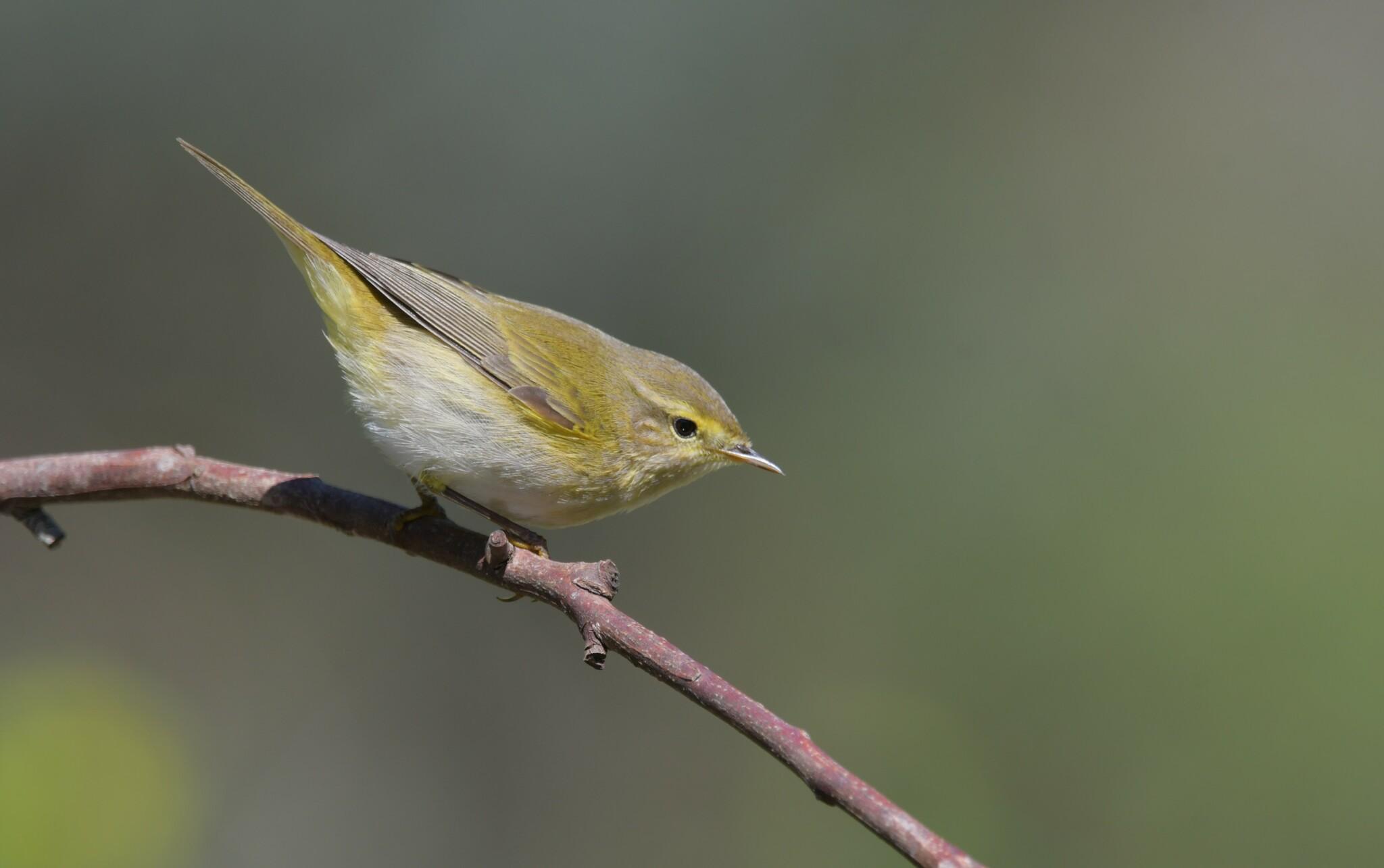 Mosquitero ibérico