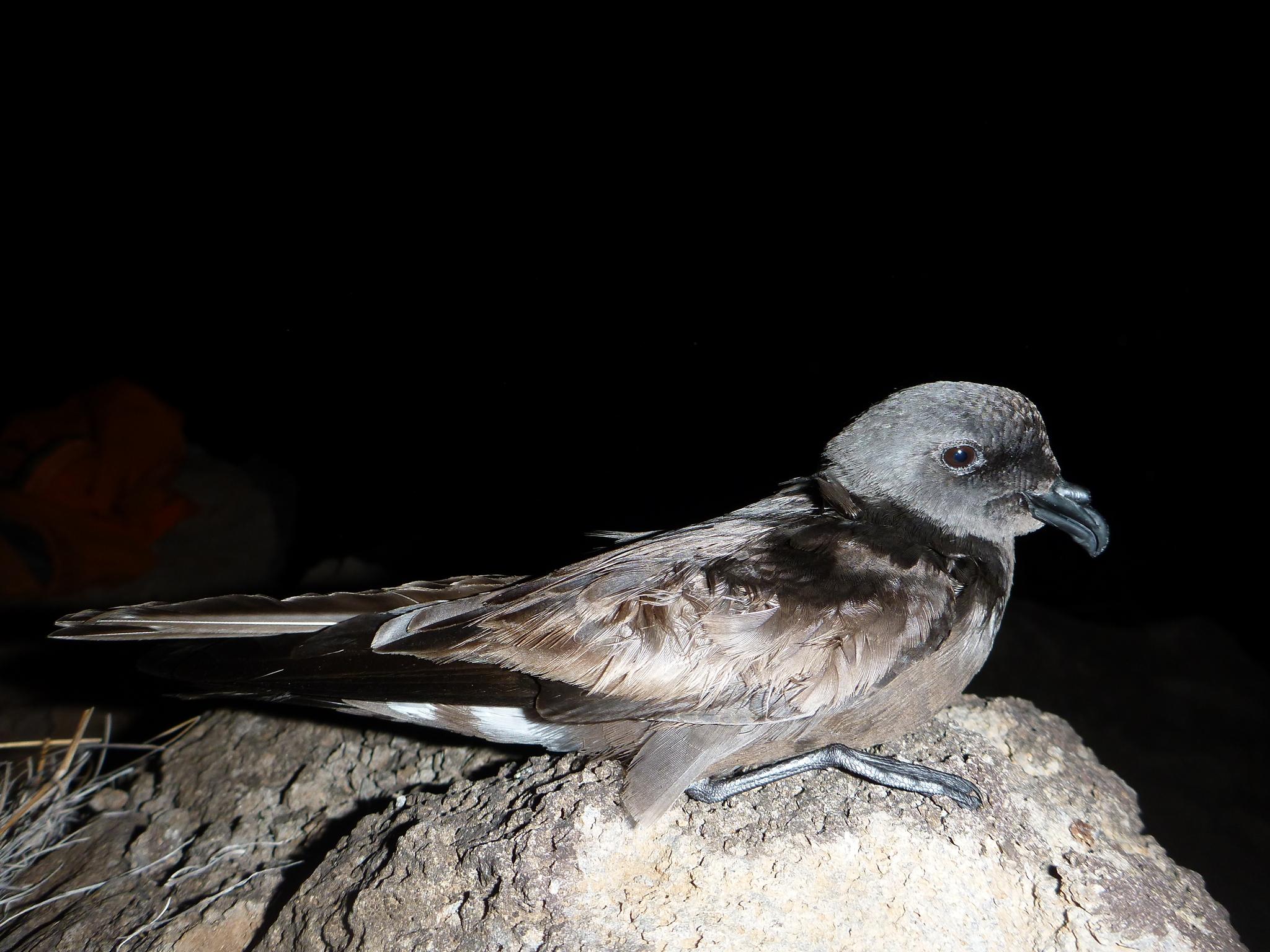 Paíño de Madeira