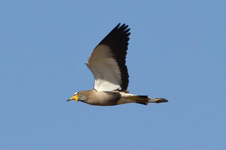 Avefría senegalesa