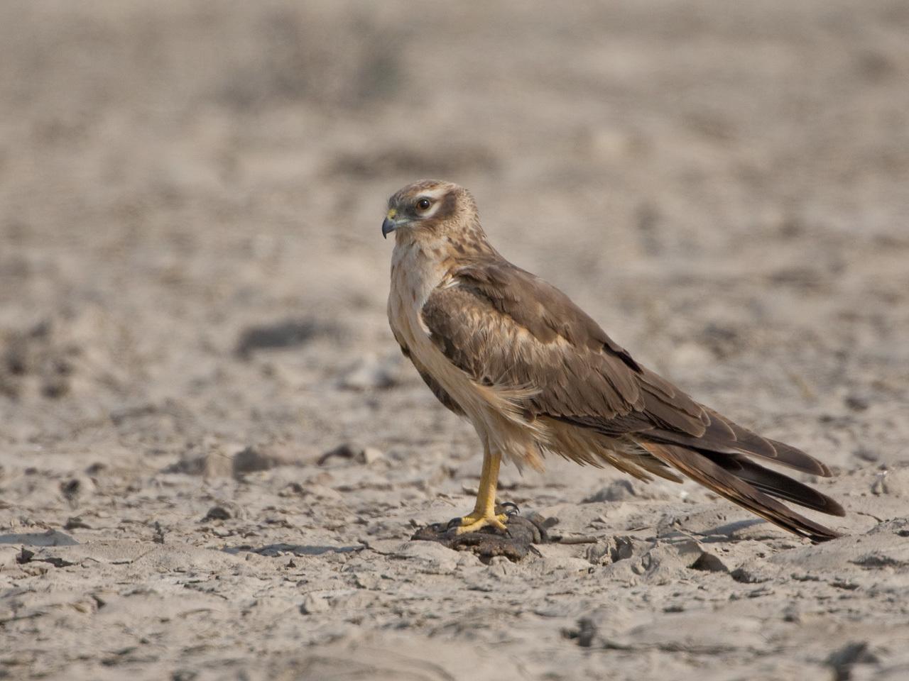 Aguilucho papialbo