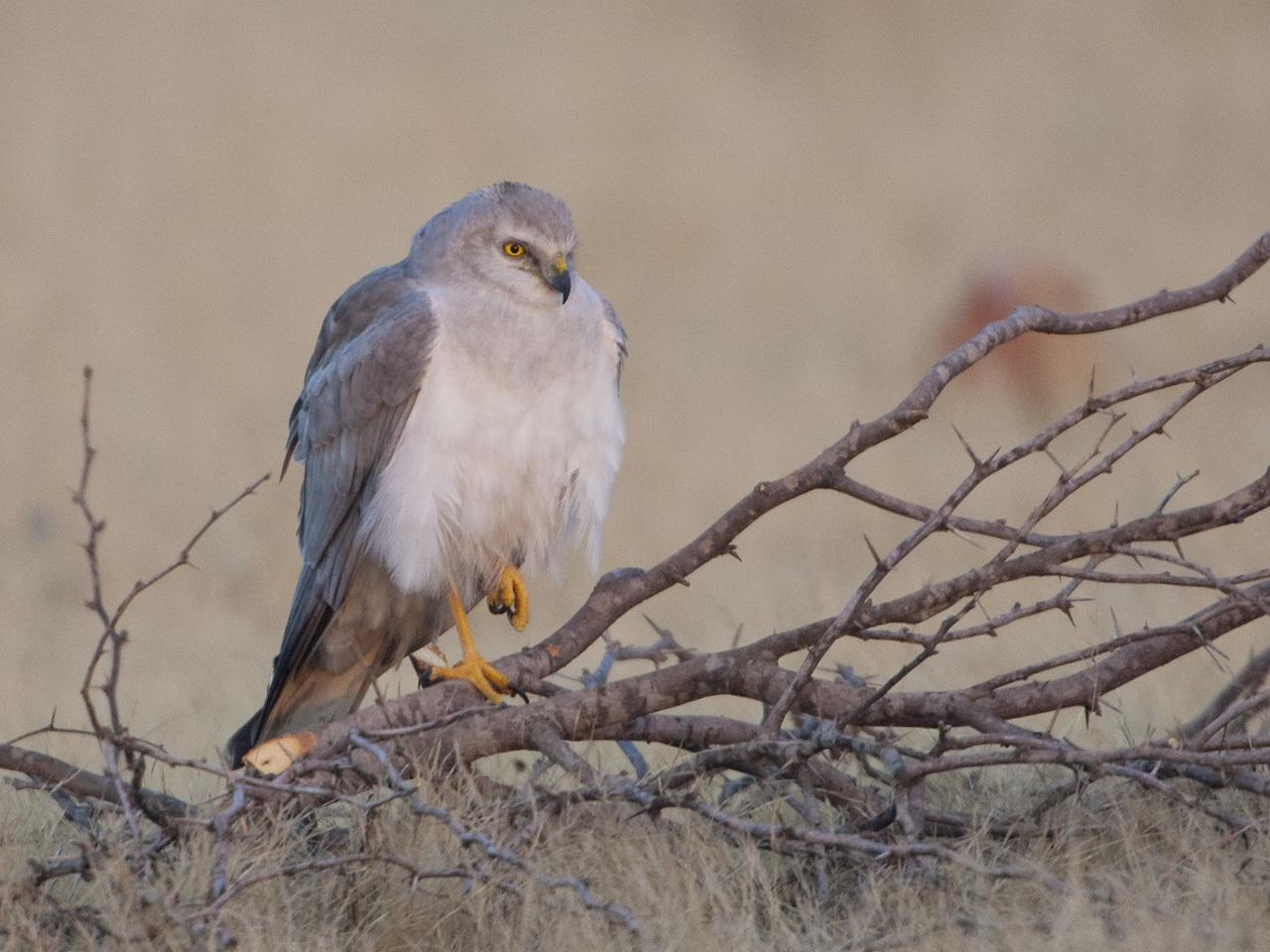 Aguilucho papialbo