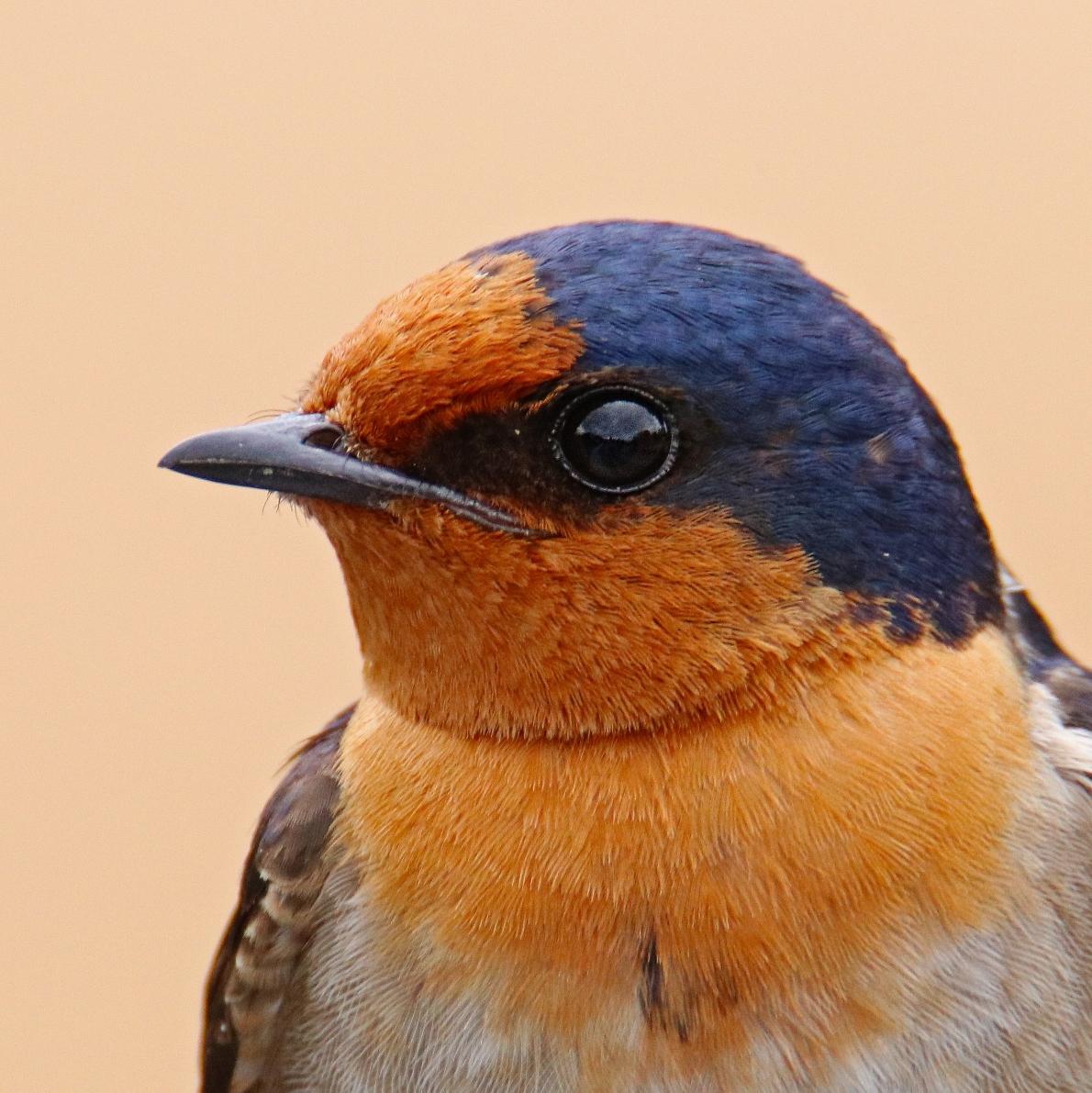 Golondrina australiana
