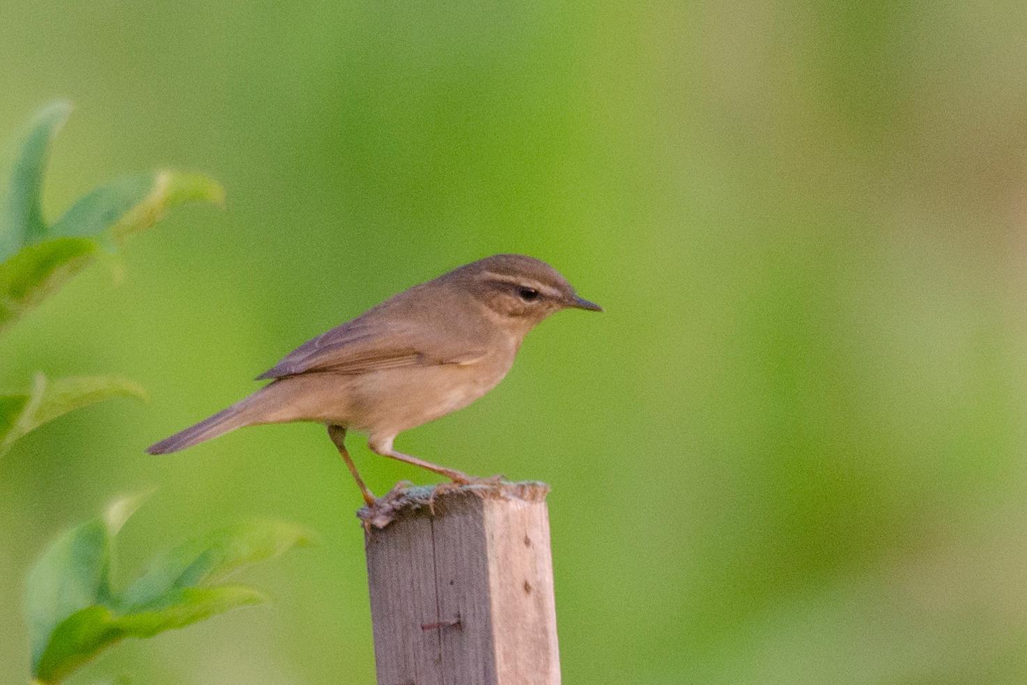 Mosquitero Sombrío